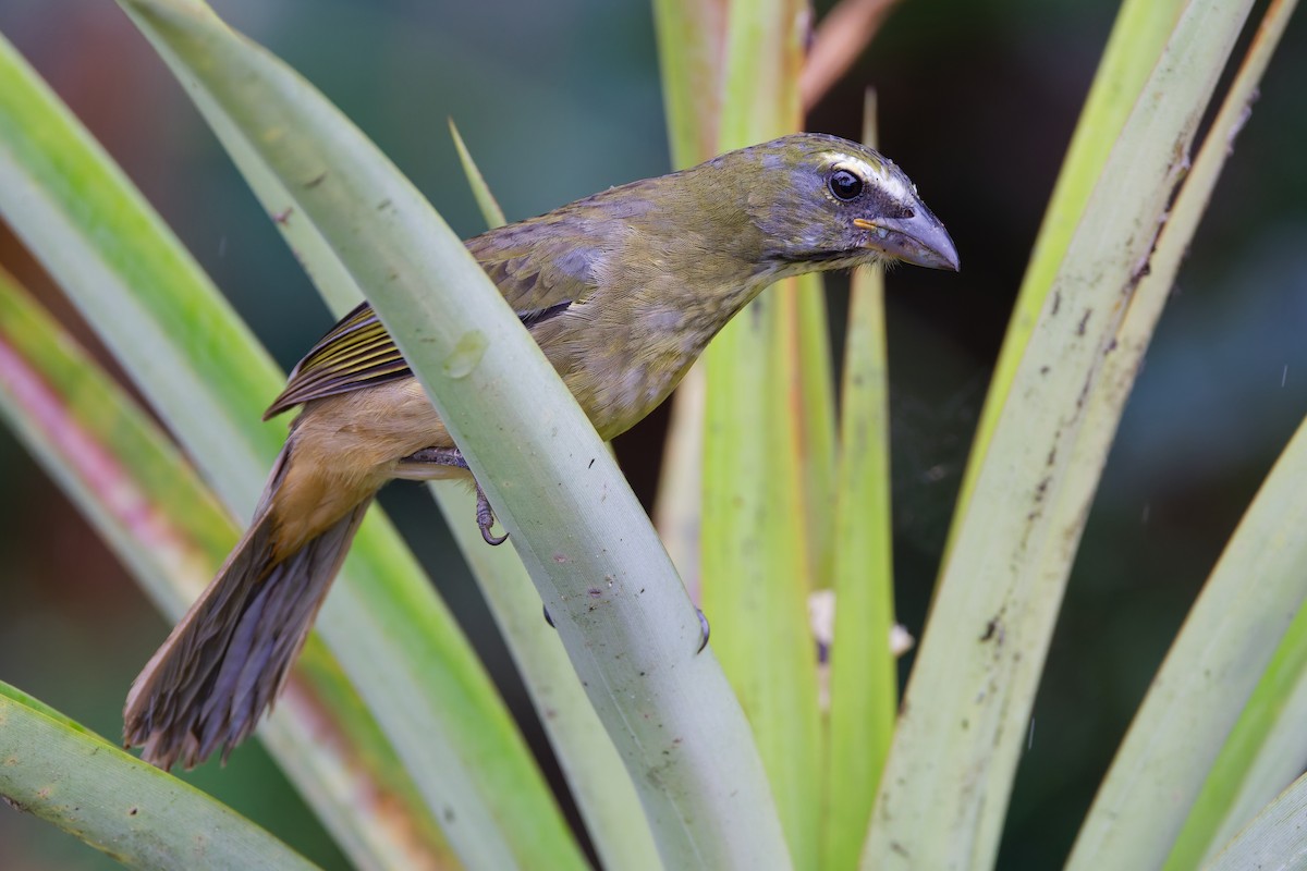 Cinnamon-bellied Saltator - ML647582822