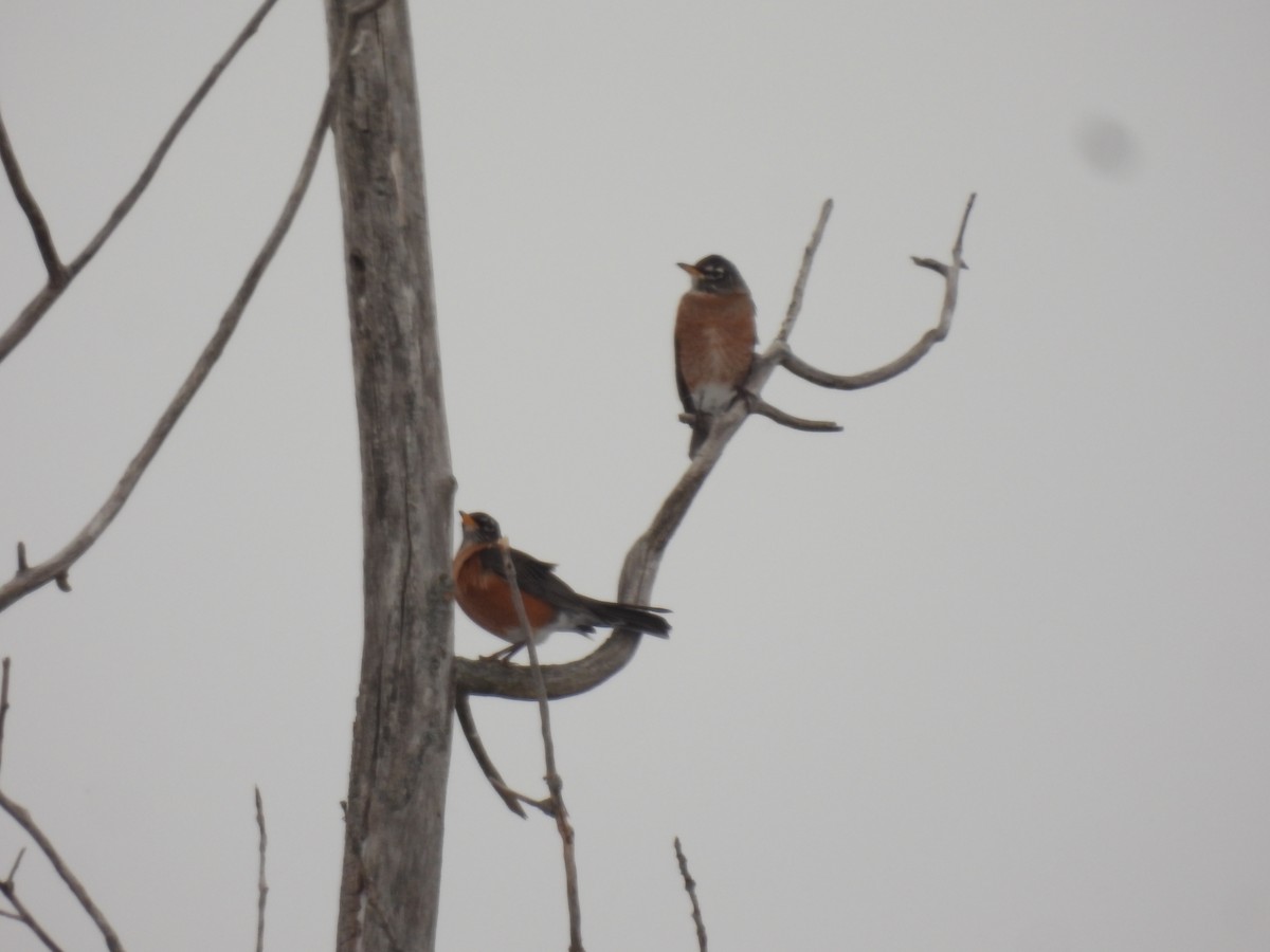 Zozo papargorria - ML647582823