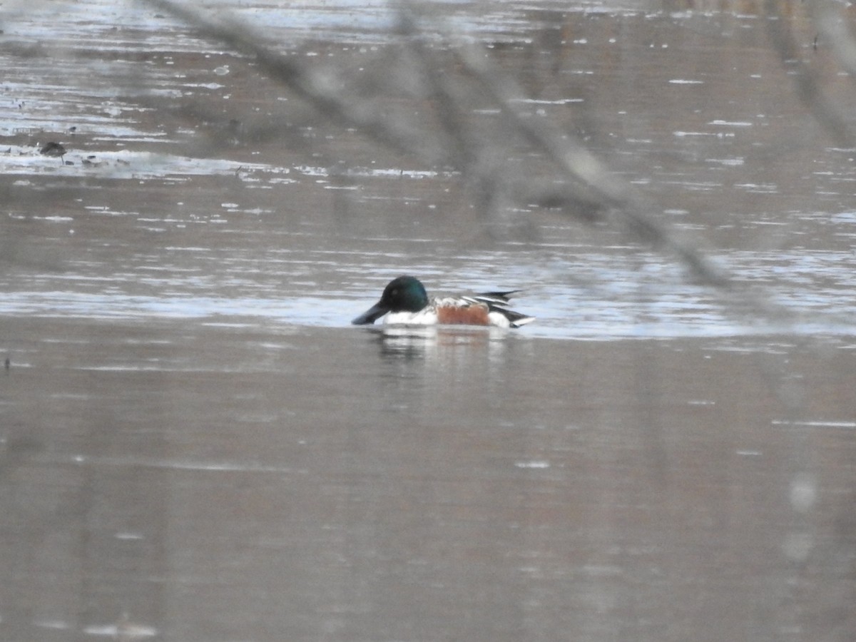 Ahate mokozabal zuria - ML647582825