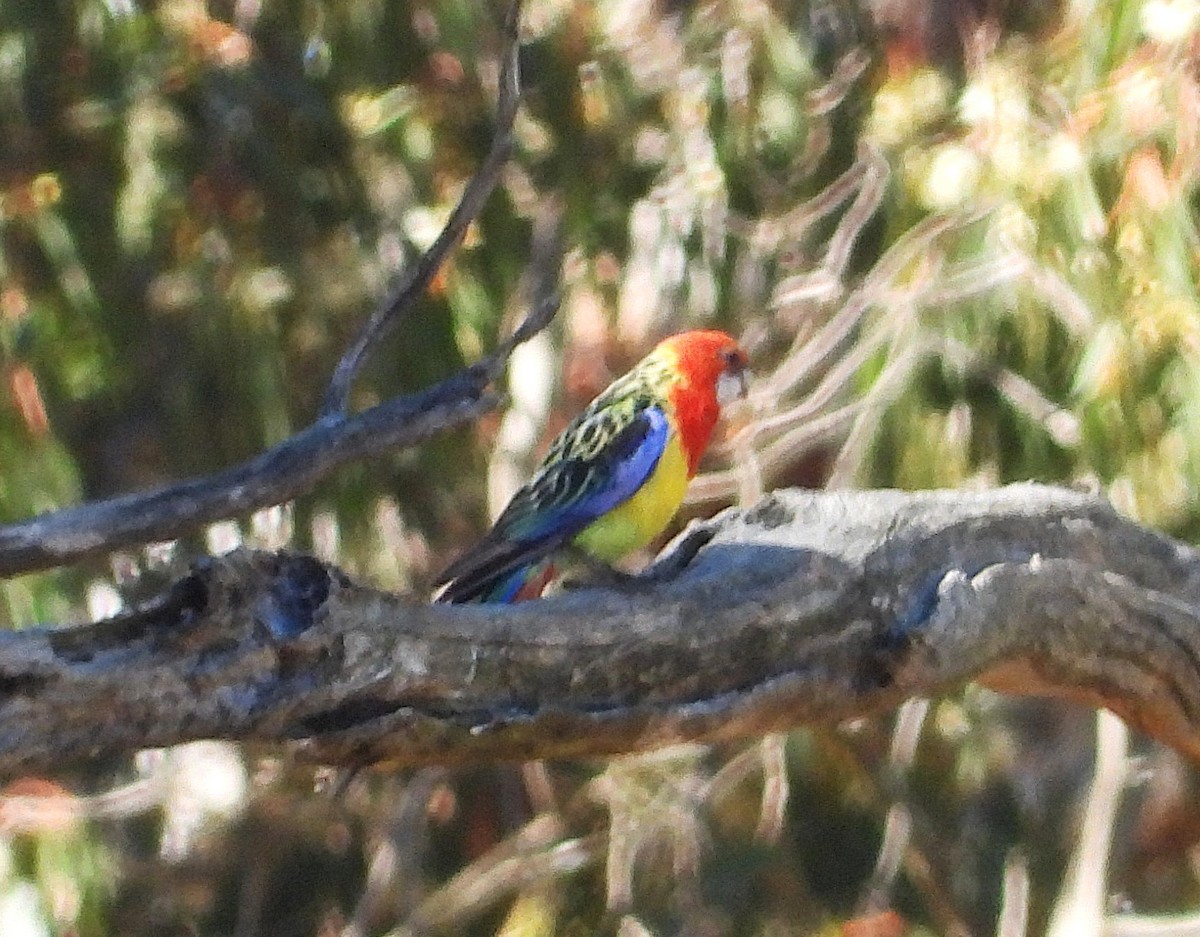 Eastern Rosella - ML647582830