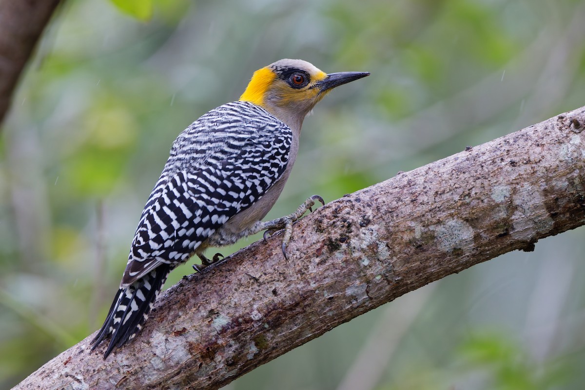 Golden-cheeked Woodpecker - ML647582832