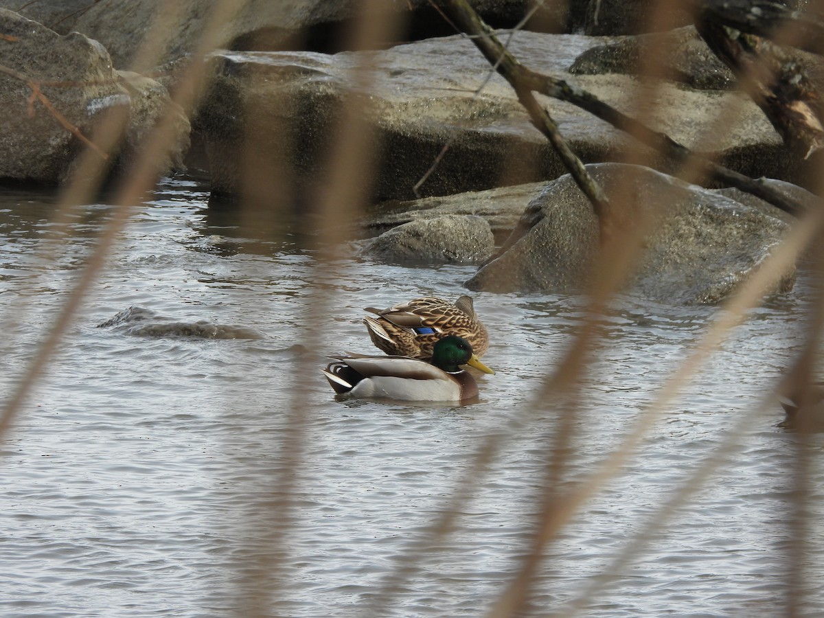 Basahatea - ML647582833