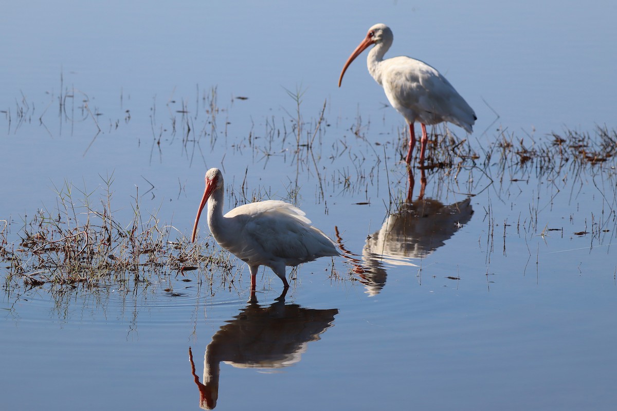 Ibis zuria - ML647582835