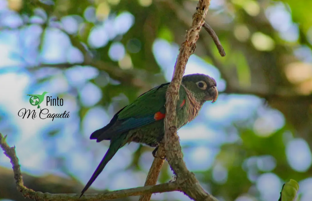 Maroon-tailed Parakeet - ML647582836