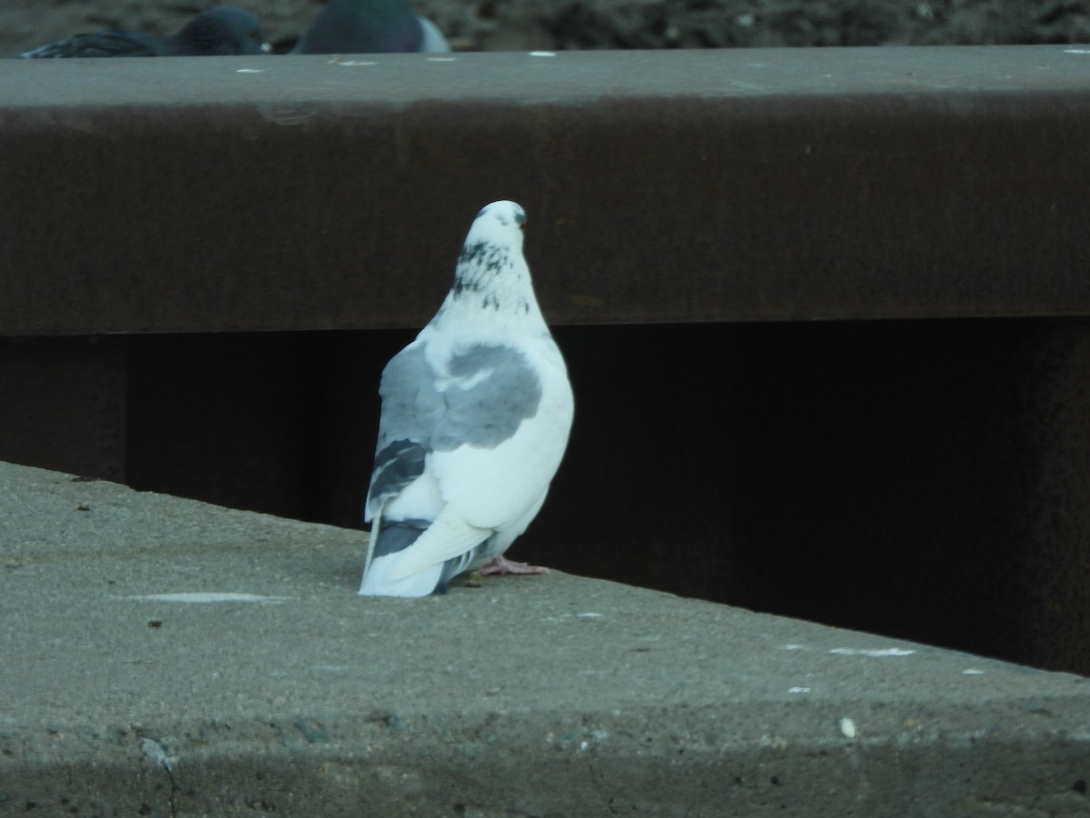 Haitz-usoa (etxekoa) - ML647582837