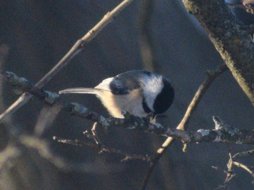 Black-capped Chickadee - ML647582841