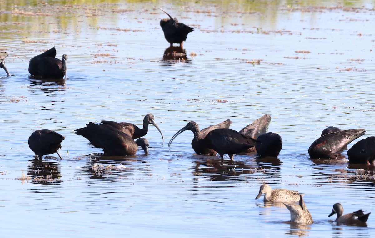 Beltzaran arrunta - ML647582844