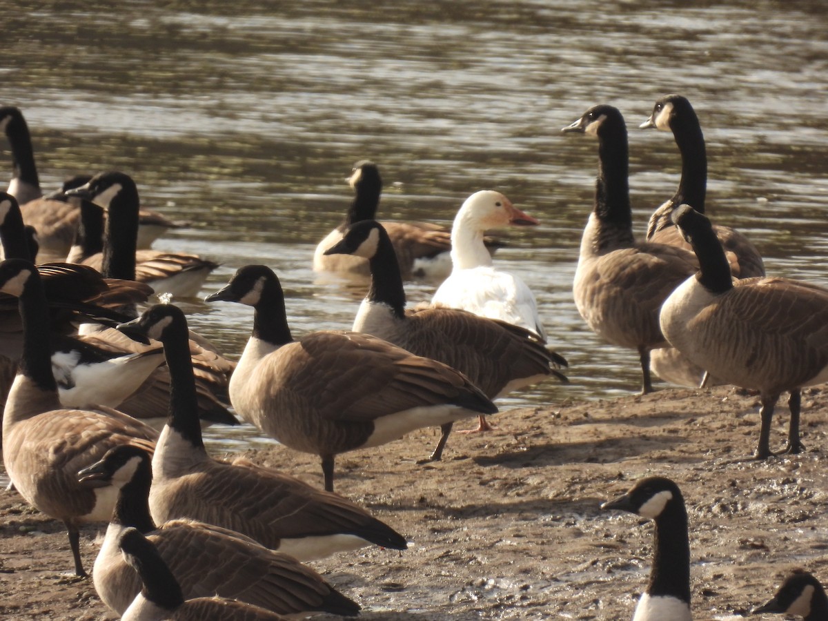 Elur-antzara - ML647582845