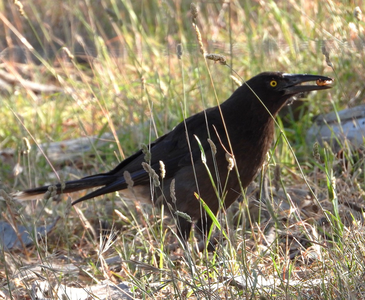Gray Currawong - ML647582849