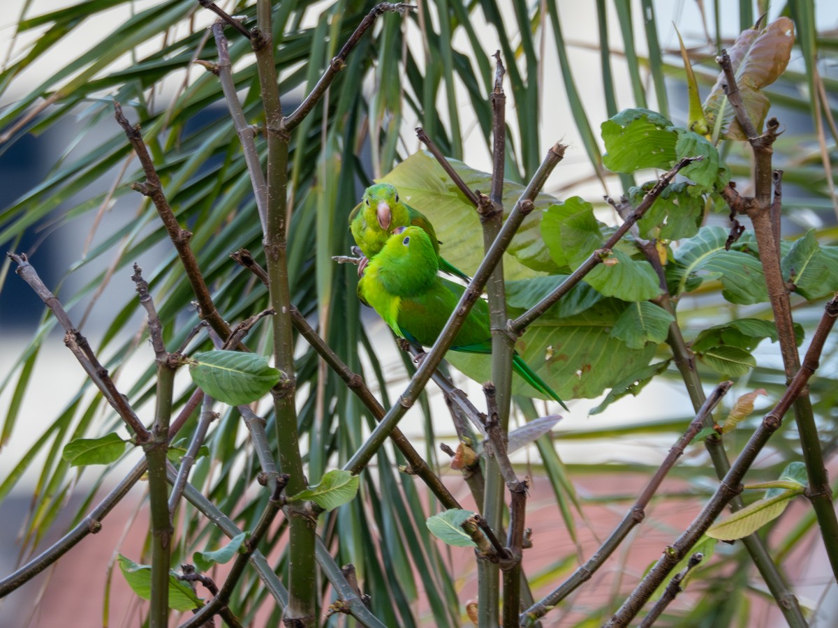 オナガミドリインコ - ML647582880