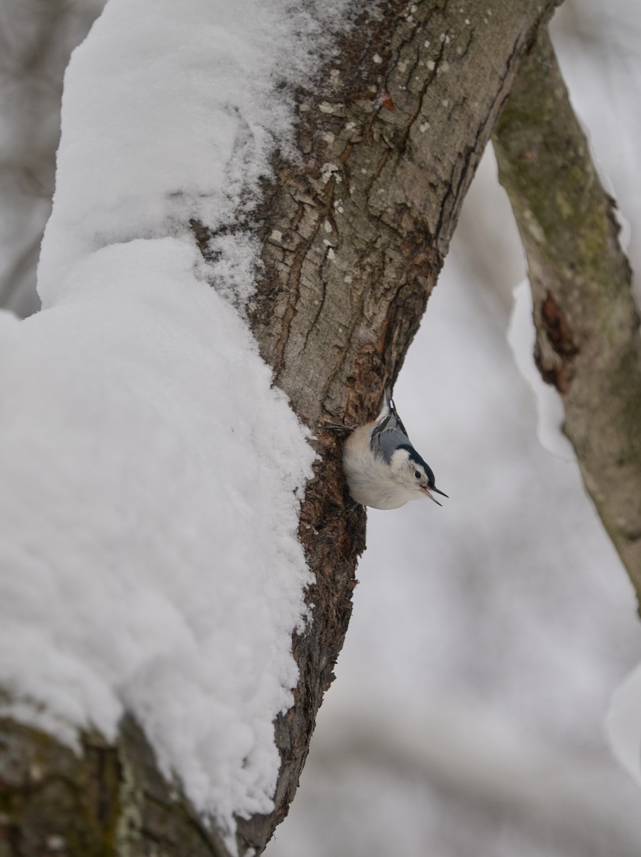Повзик каролінський - ML647582882