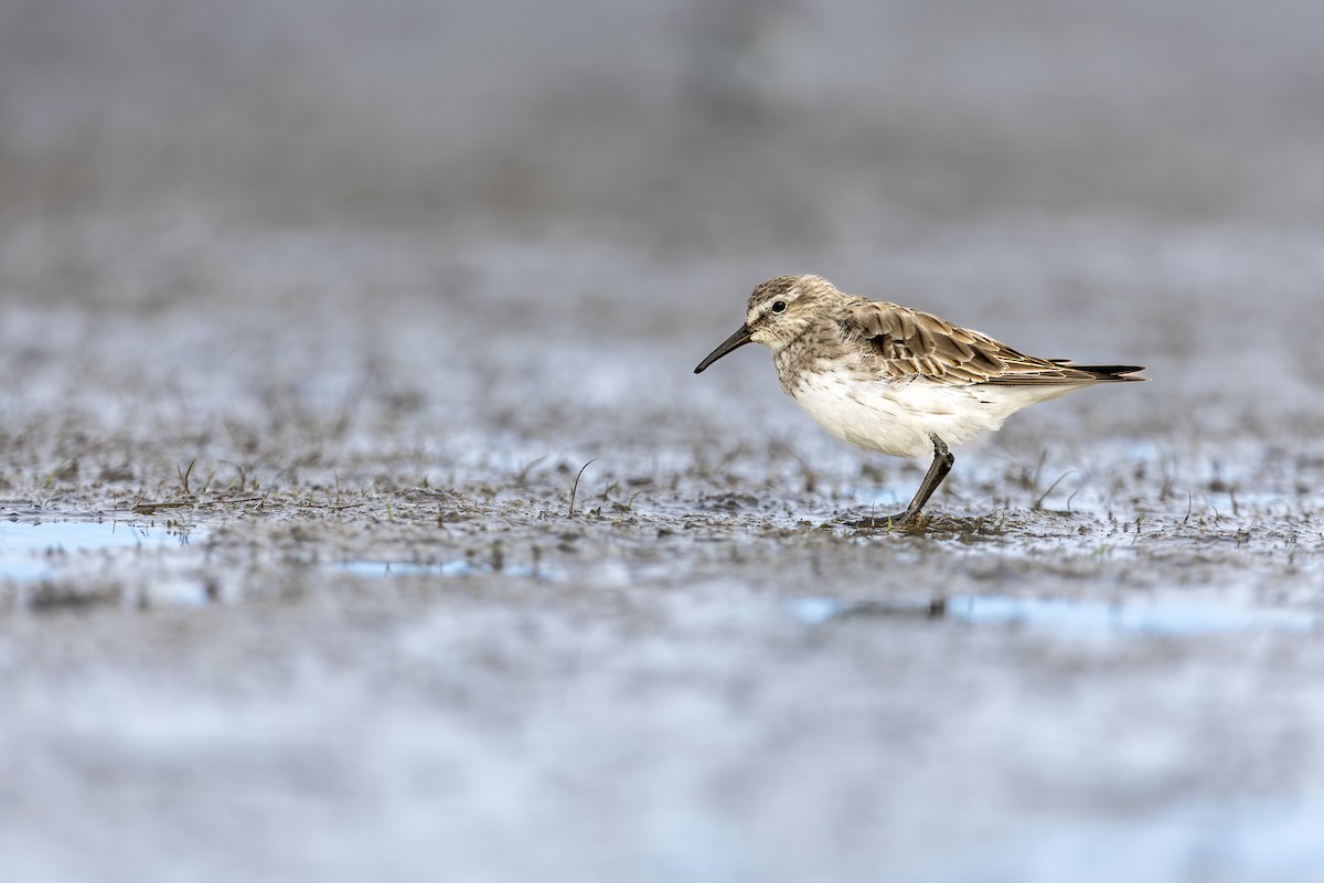 コシジロウズラシギ - ML647582891