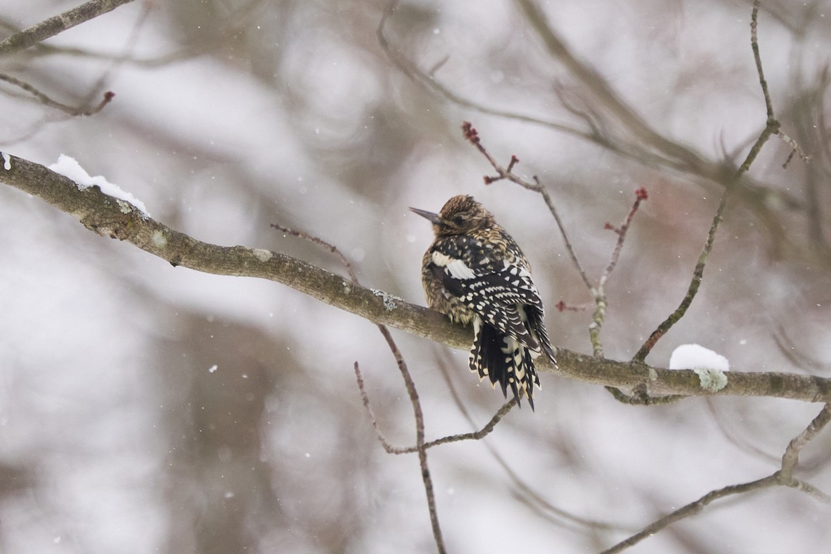 Дятел-смоктун жовточеревий - ML647582896