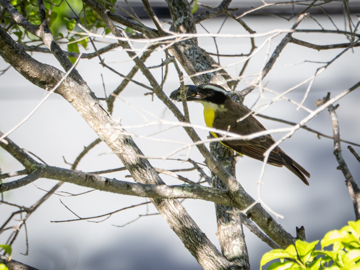 Boat-billed Flycatcher - ML647582902