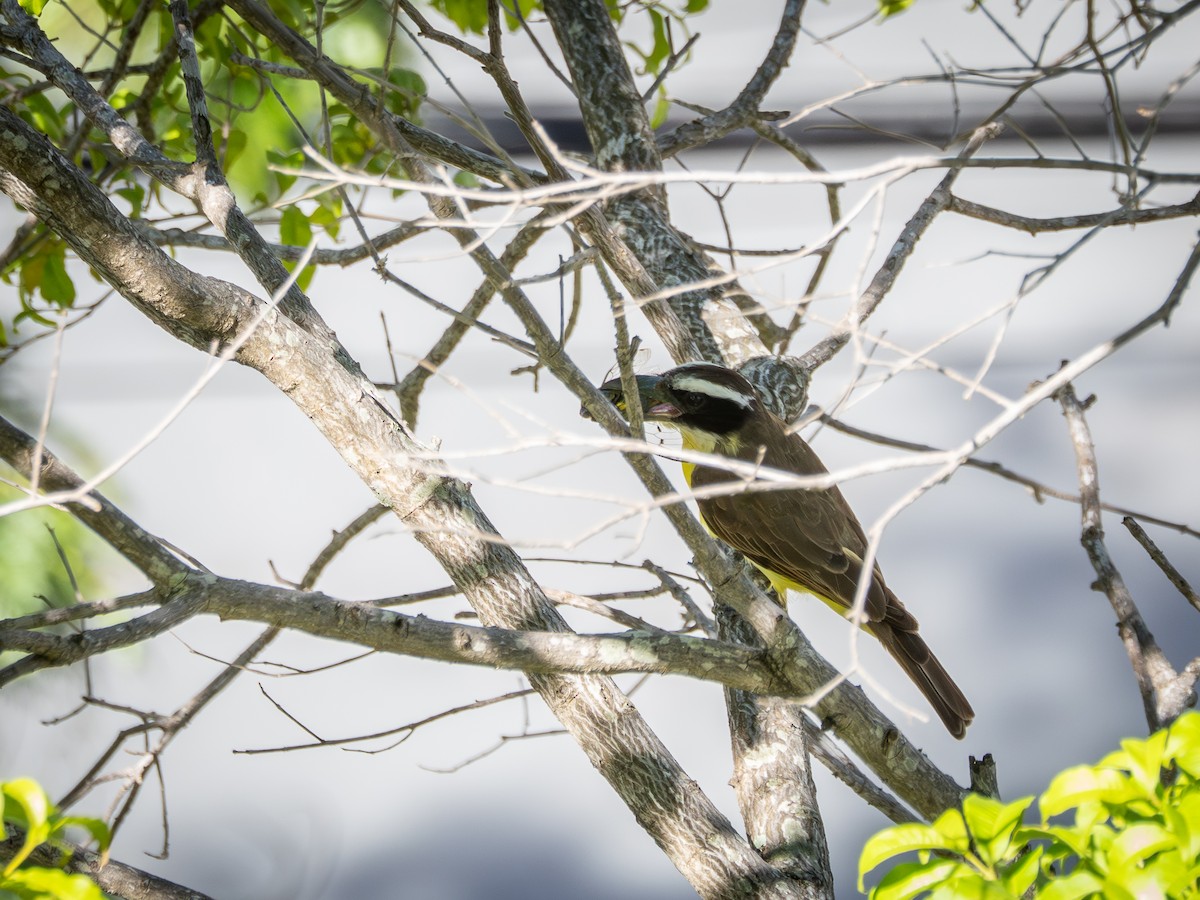 Boat-billed Flycatcher - ML647582903