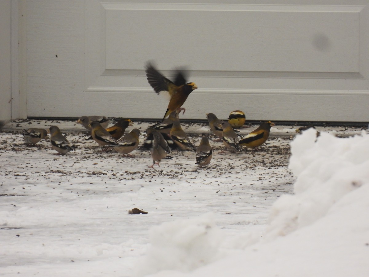 Кіпаль жовтобровий - ML647582921