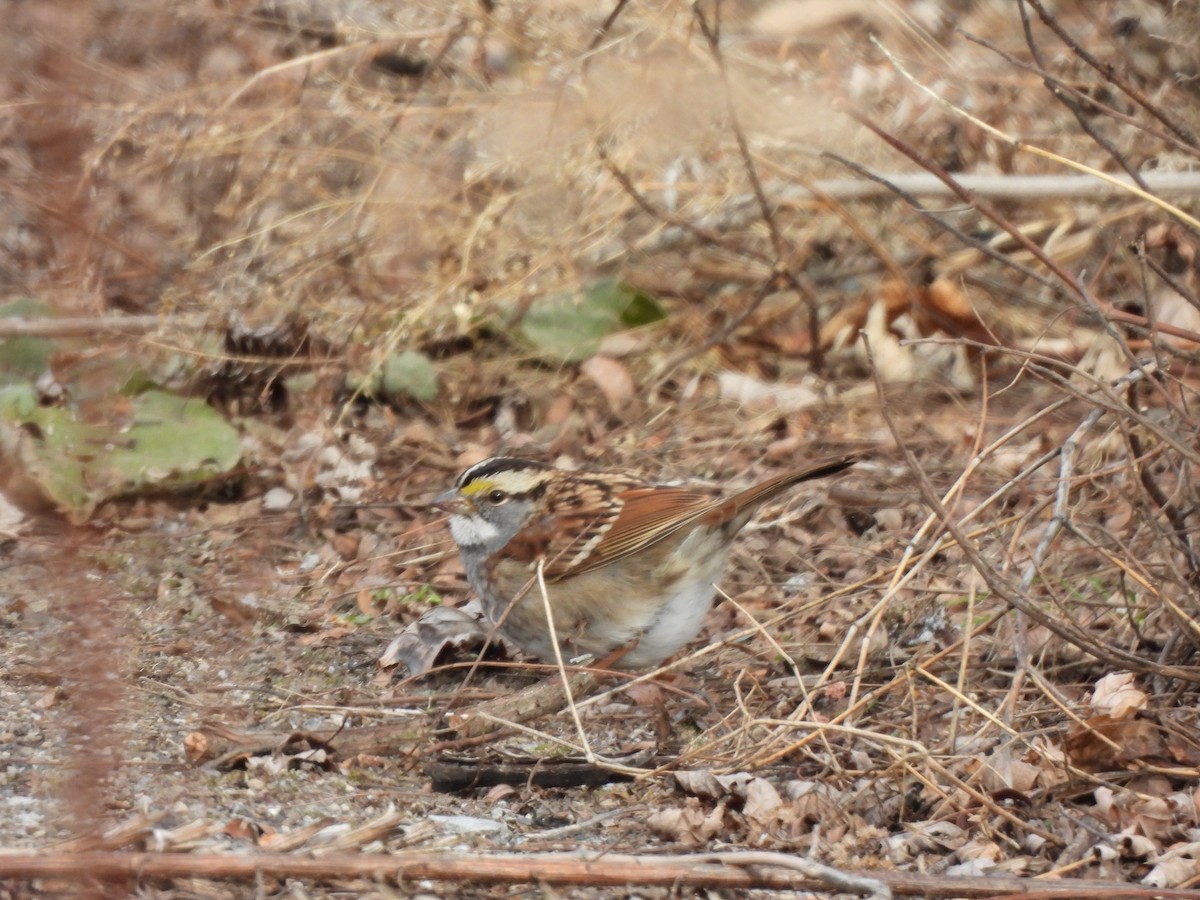 Бруант білогорлий - ML647582922