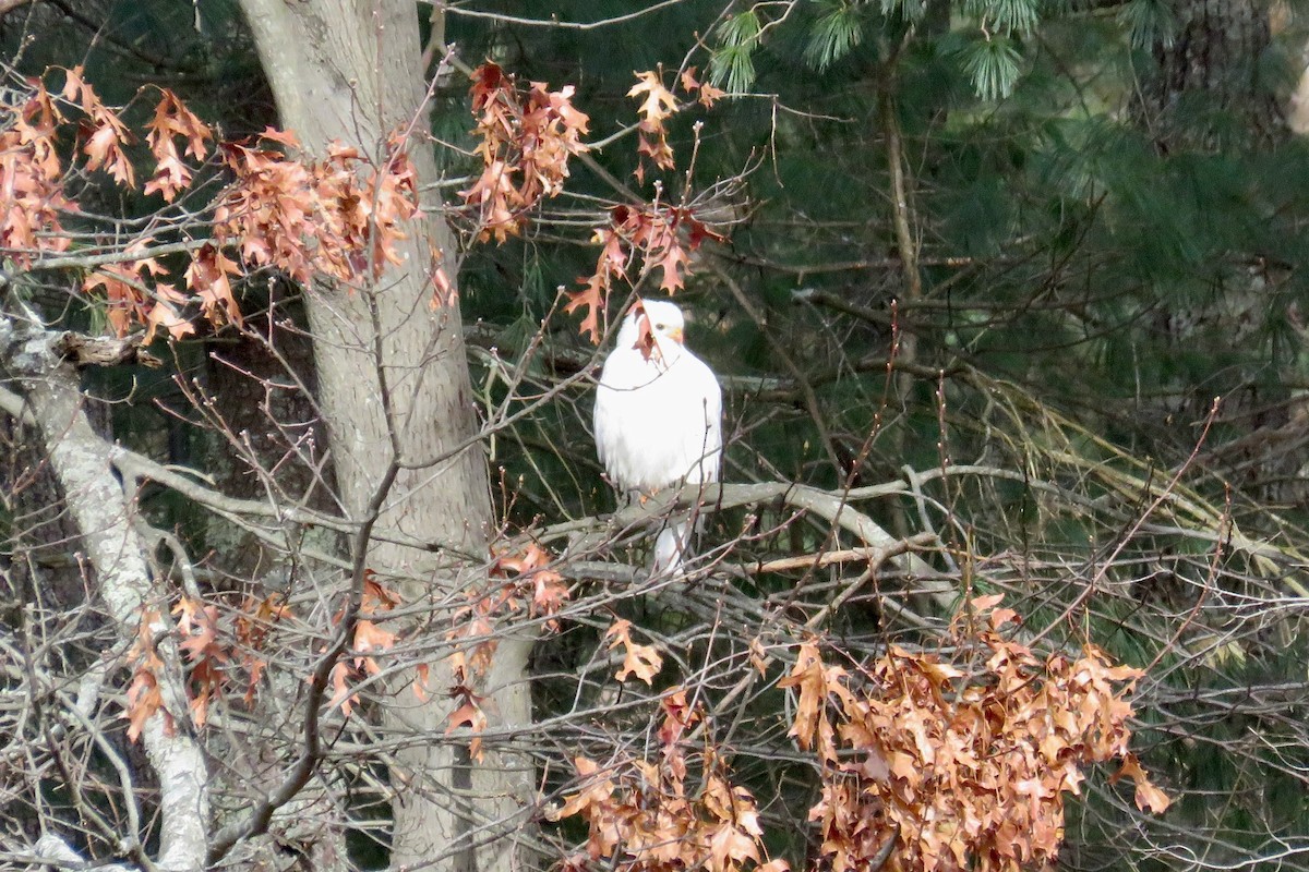 Канюк sp. - ML647582924