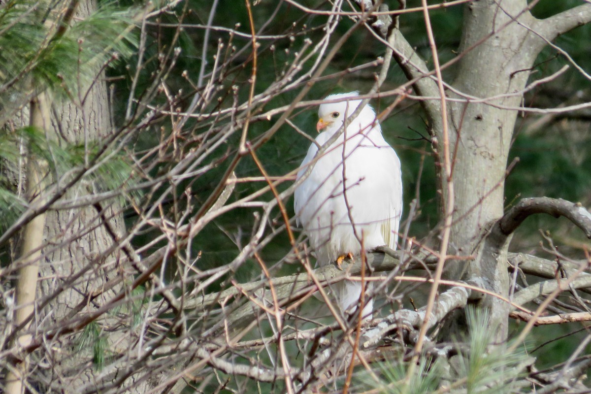 Канюк sp. - ML647582925