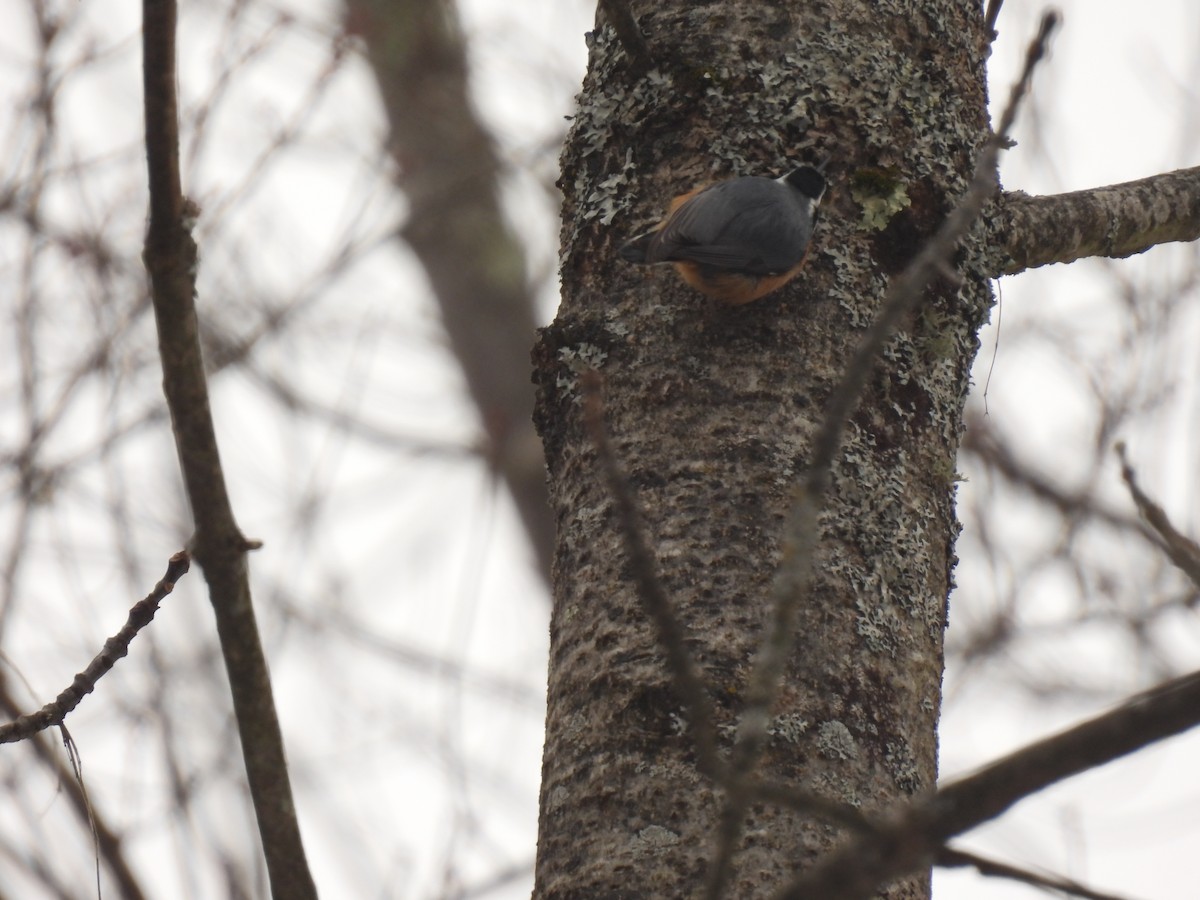 Повзик канадський - ML647582926