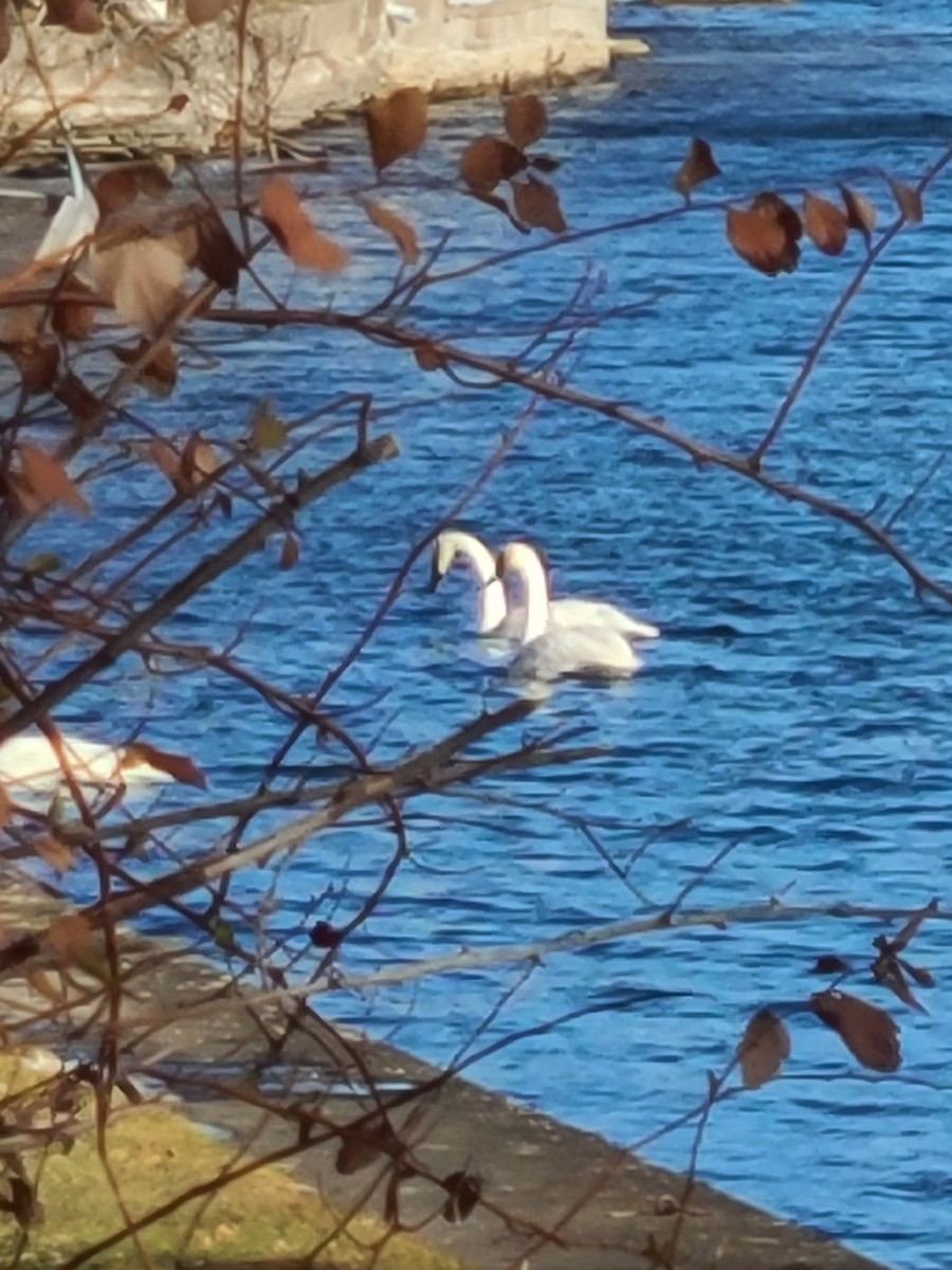 Лебідь-трубач - ML647582927