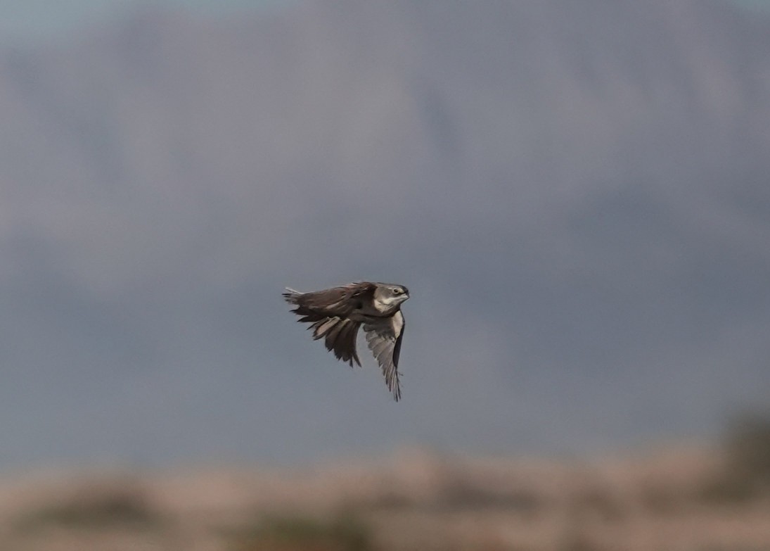 Ґоріон невадійський - ML647582928