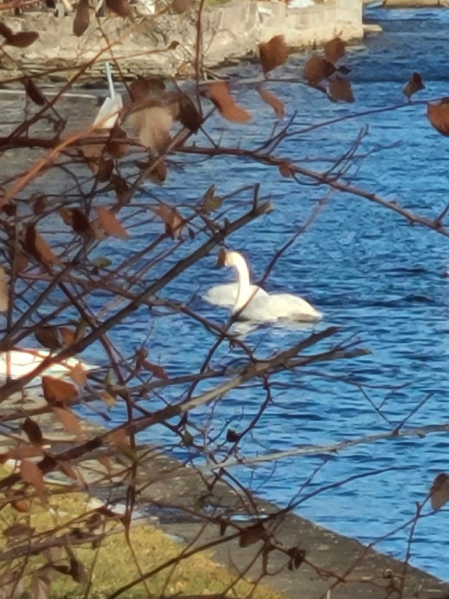 Лебідь-трубач - ML647582929