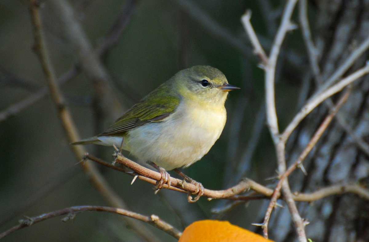 Червоїд світлобровий - ML647582930