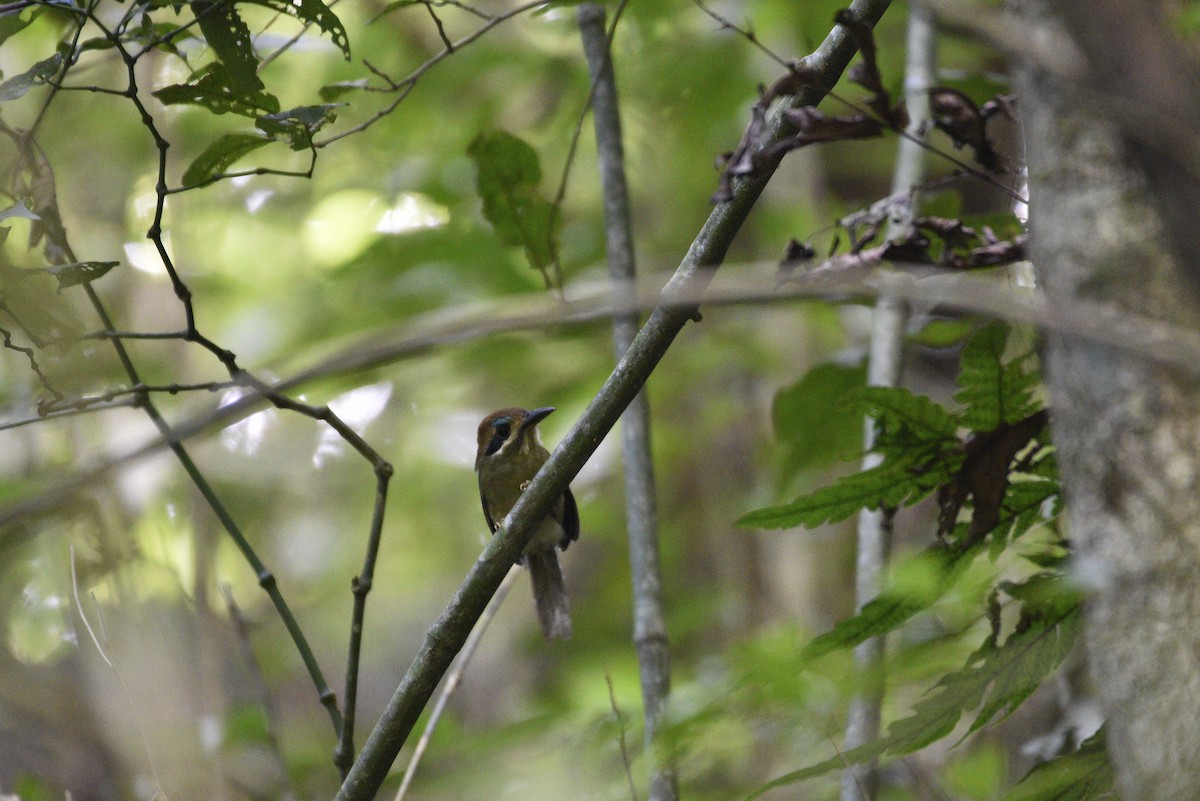 Момот малий - ML647582931