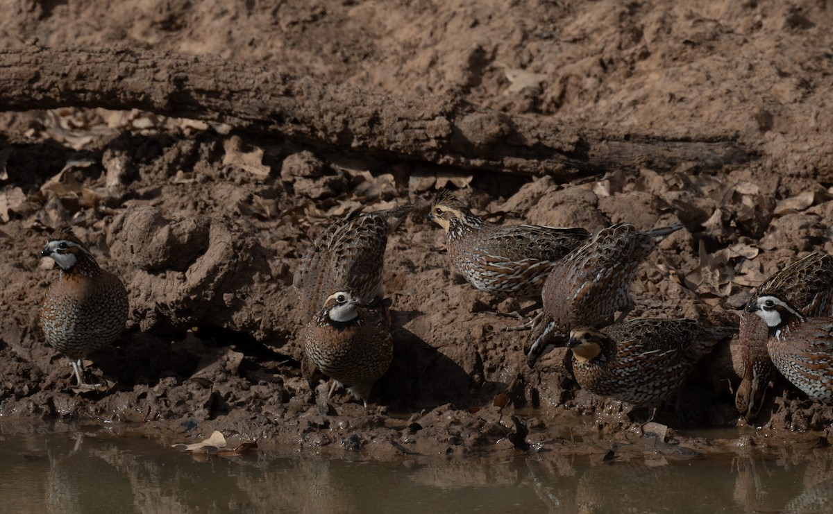 Перепелиця віргінська - ML647582940
