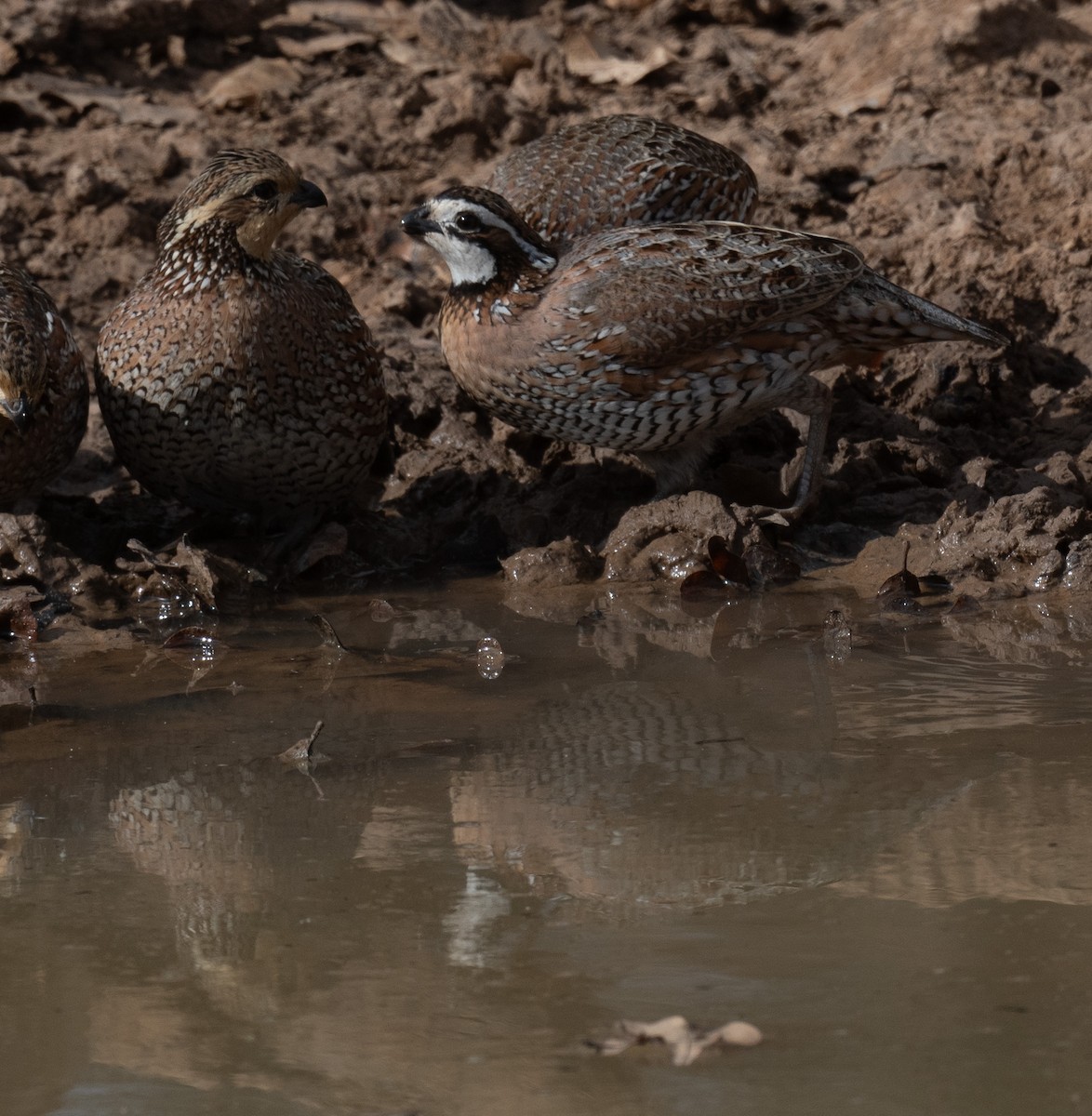 Перепелиця віргінська - ML647582941