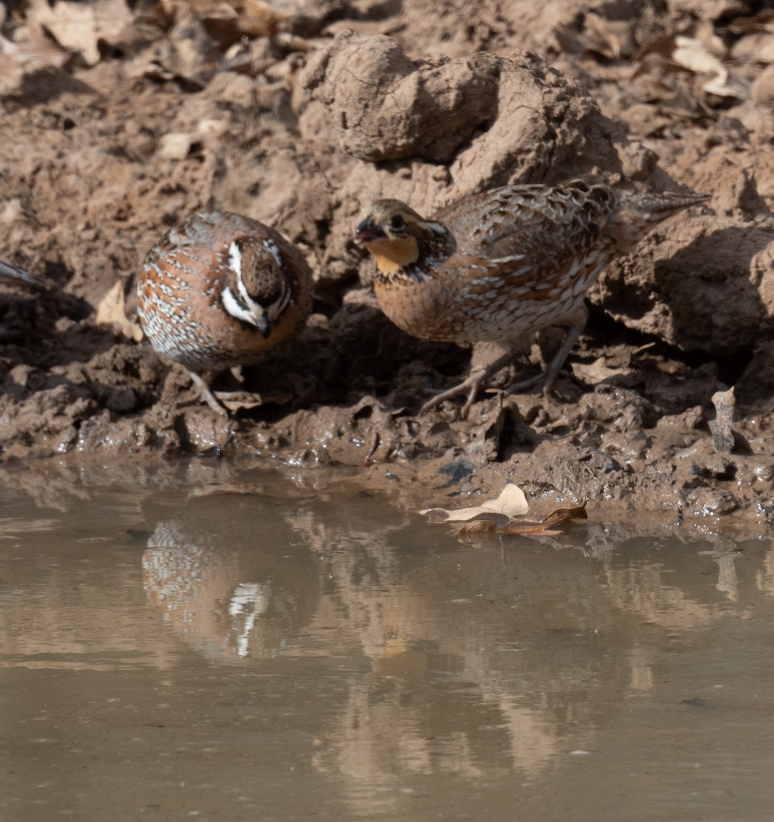 Перепелиця віргінська - ML647582943