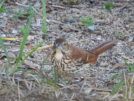 Тремблер прямодзьобий - ML647582948