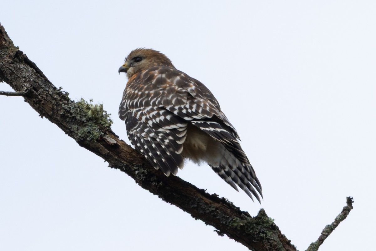 Канюк рудоплечий - ML647582950