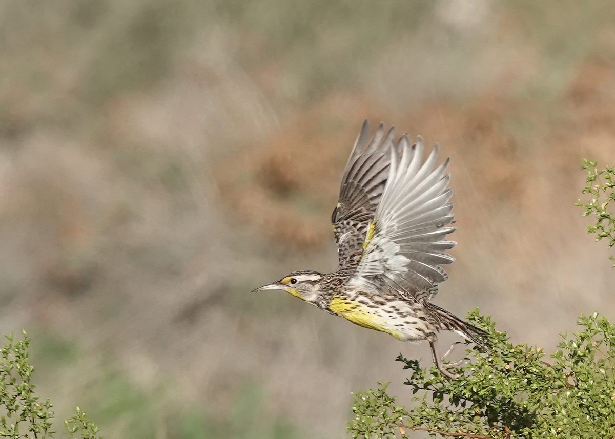 Шпаркос західний - ML647582951