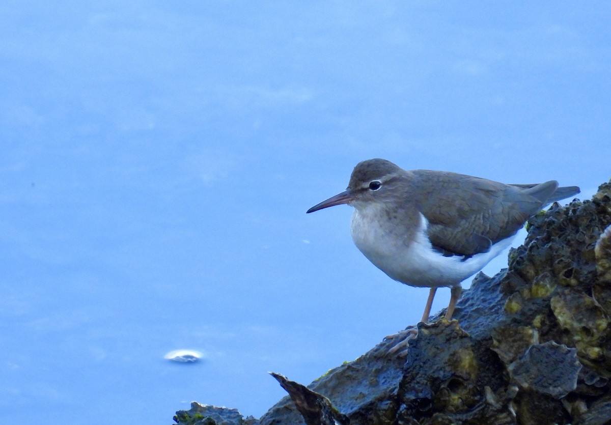 Набережник плямистий - ML647582952