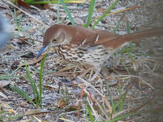 Тремблер прямодзьобий - ML647582953