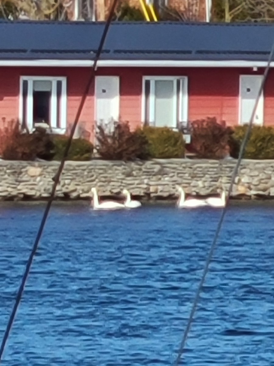 Лебідь-трубач - ML647582954