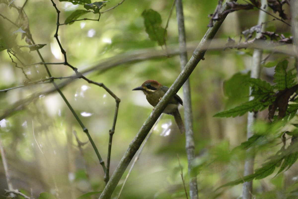 Момот малий - ML647582960