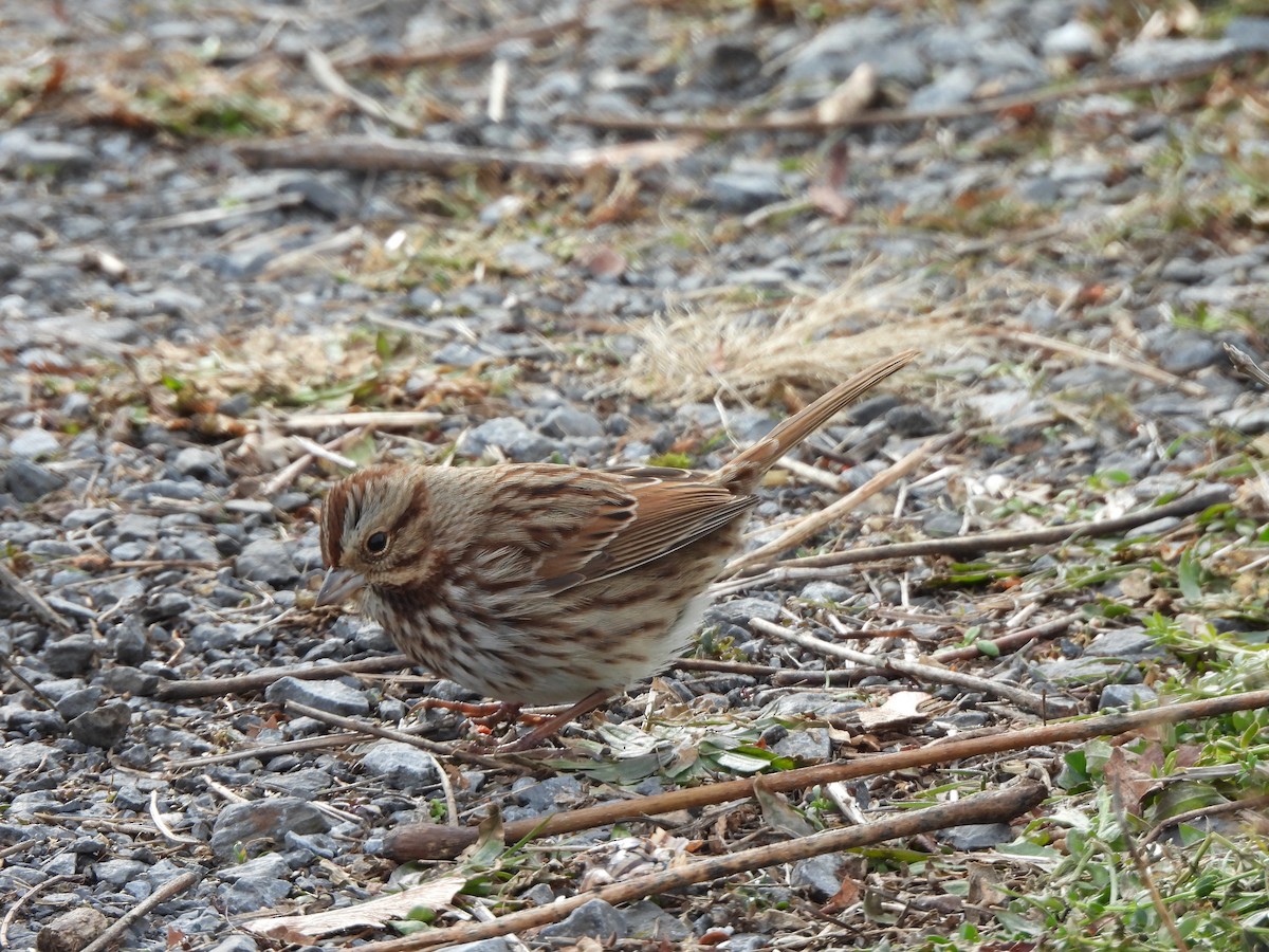 Пасовка співоча - ML647582962