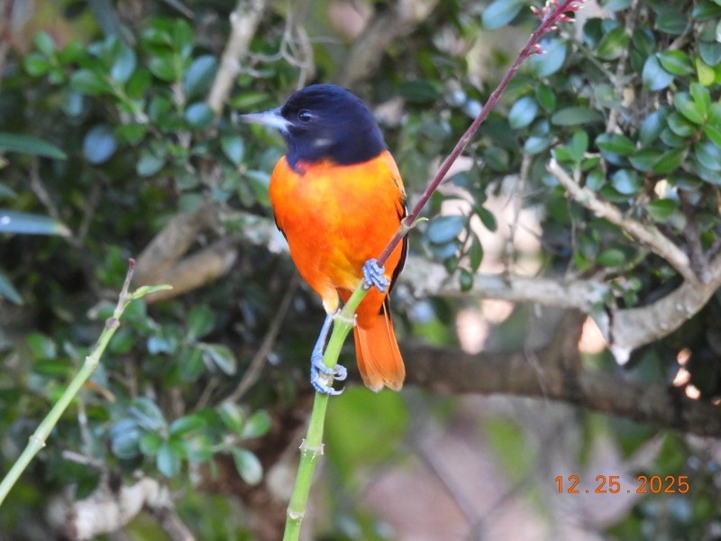 Трупіал балтиморський - ML647582968