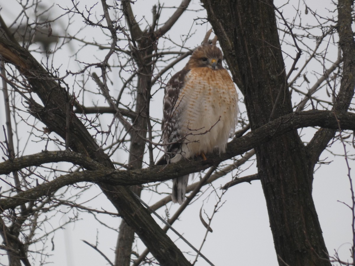 Канюк рудоплечий - ML647582989