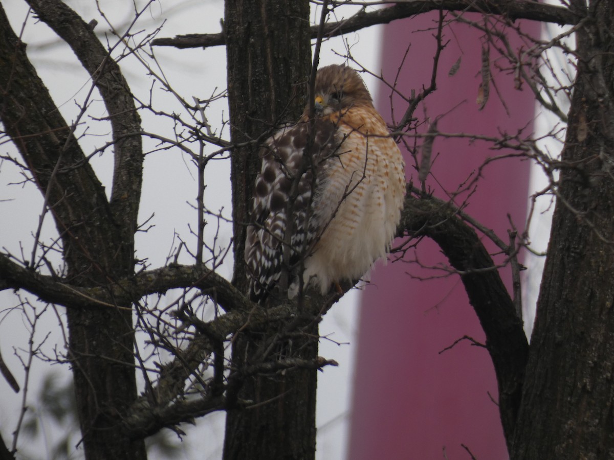 Канюк рудоплечий - ML647582990