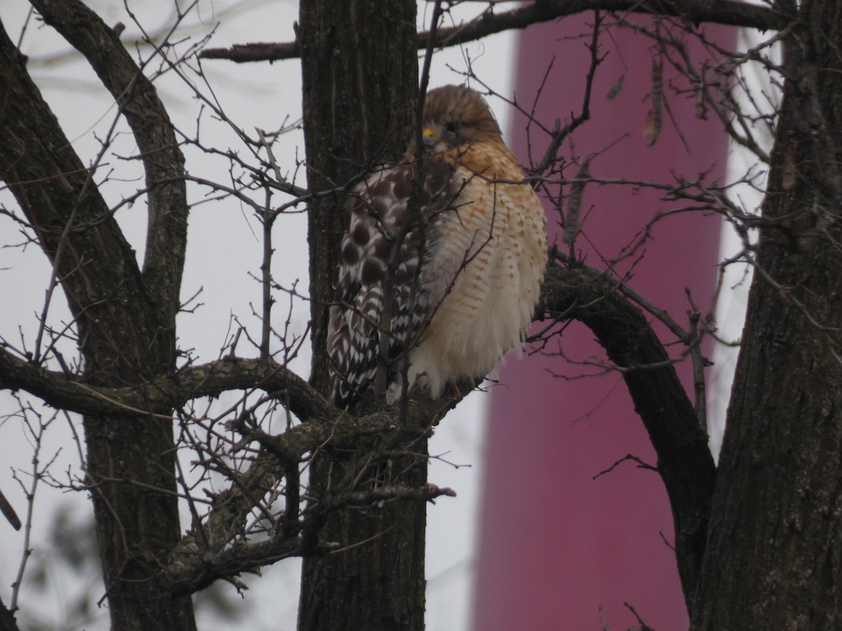 Канюк рудоплечий - ML647582991