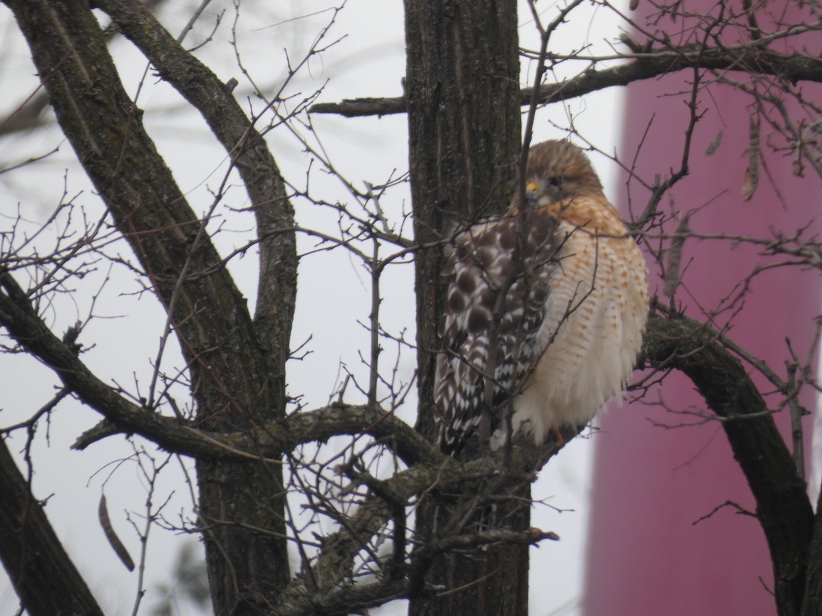 Канюк рудоплечий - ML647582992