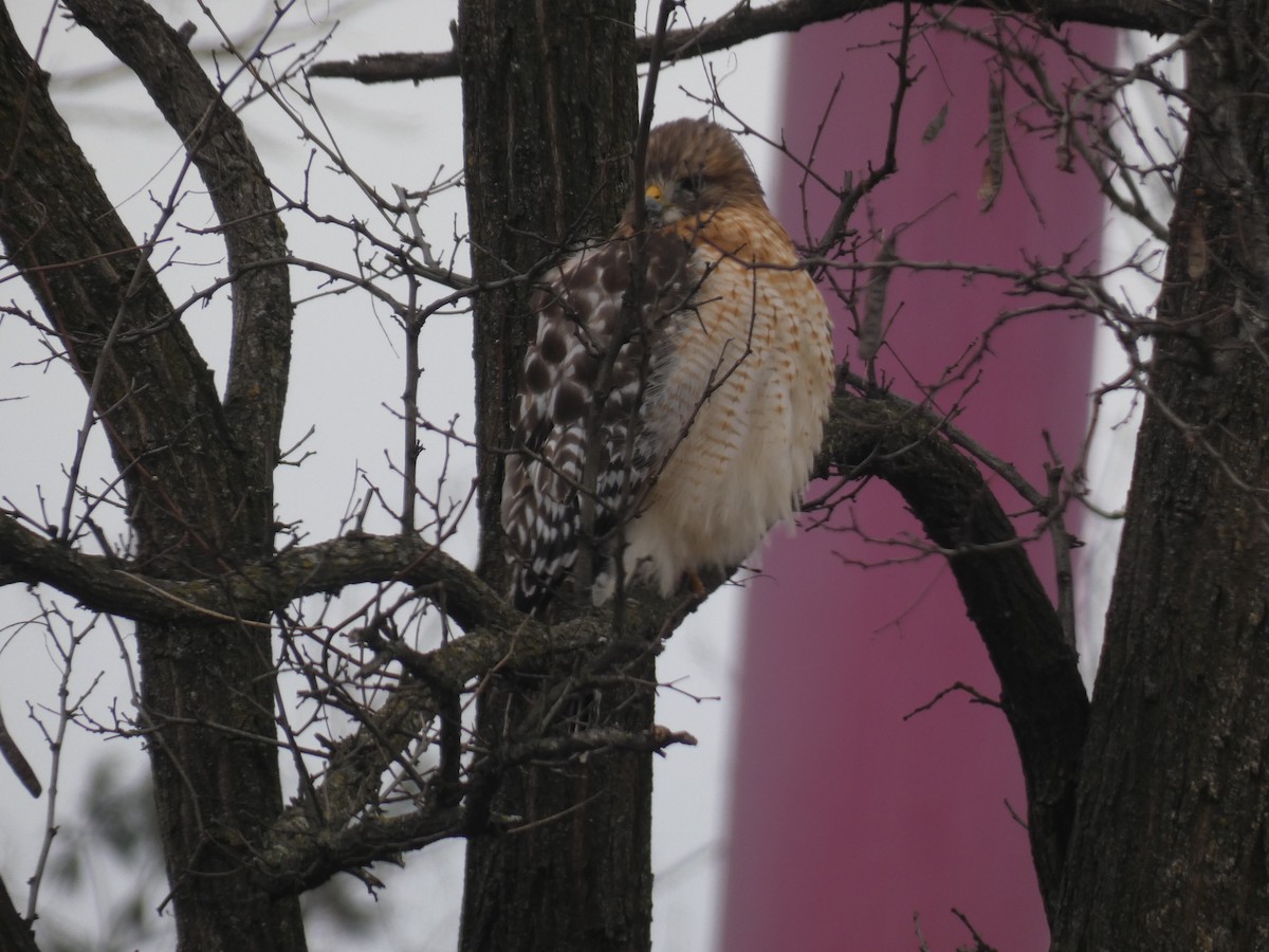 Канюк рудоплечий - ML647582993