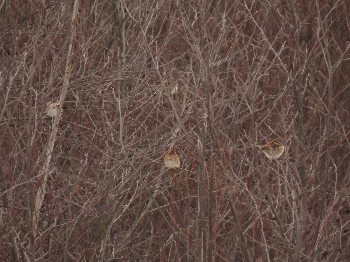 American Tree Sparrow - ML647583011