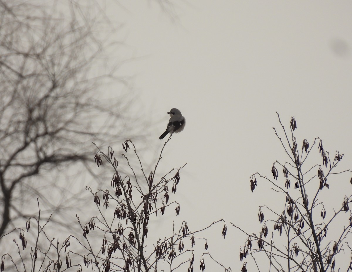 Antzandobi boreala - ML647583021