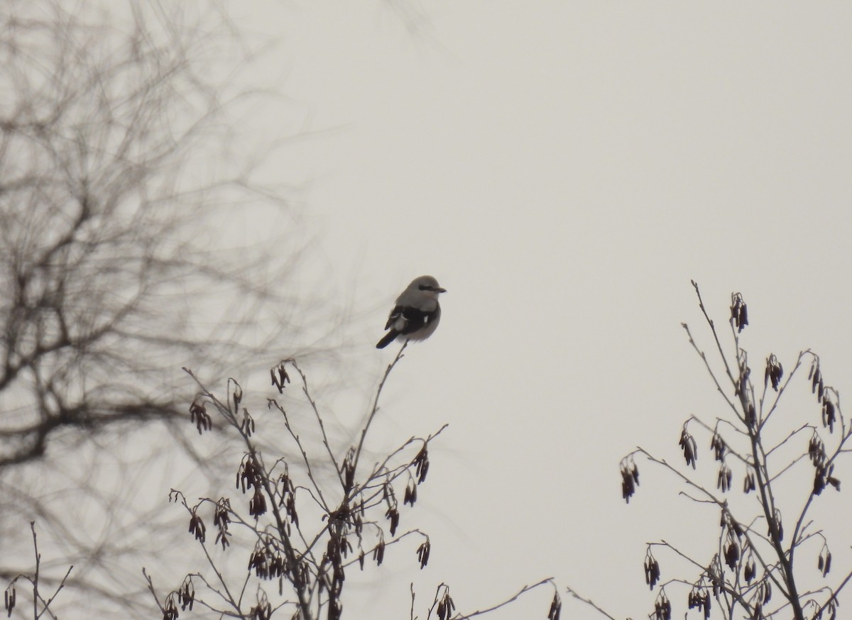 Antzandobi boreala - ML647583031