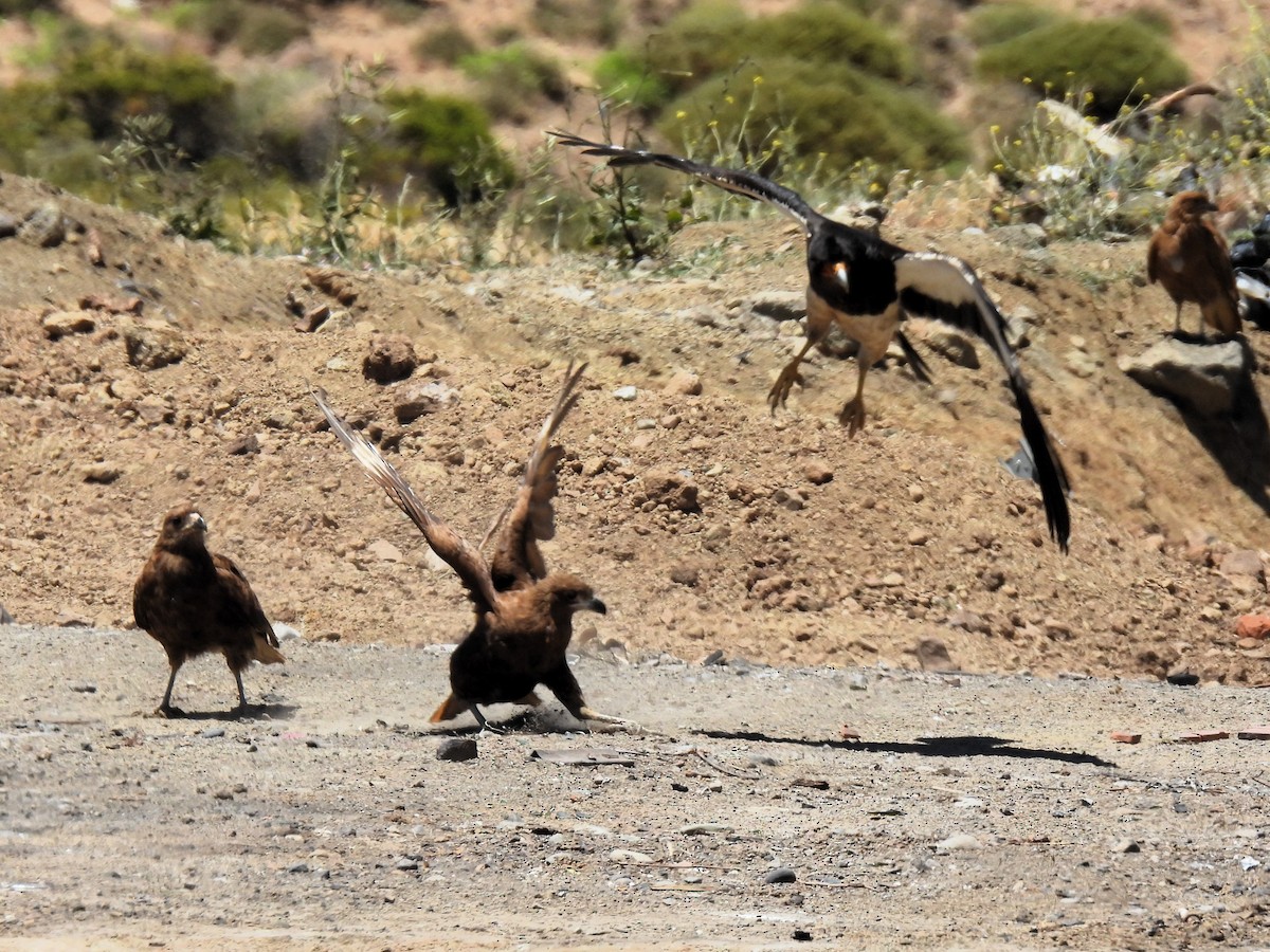 Mountain Caracara - ML647583034